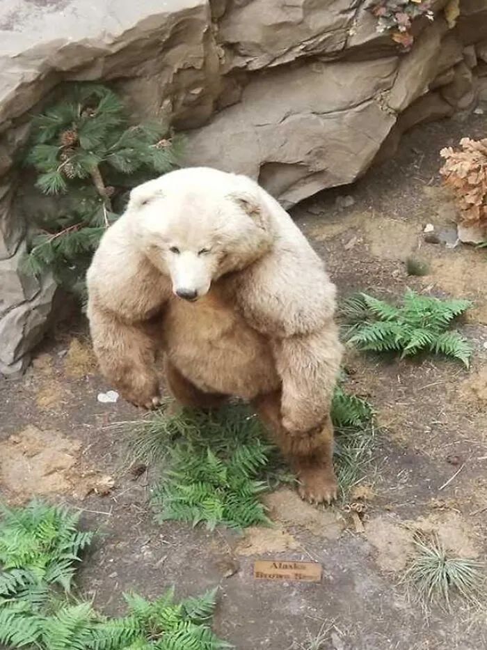 This Fella
