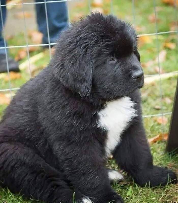 Esta unidad absoluta de un cachorro de Terranova