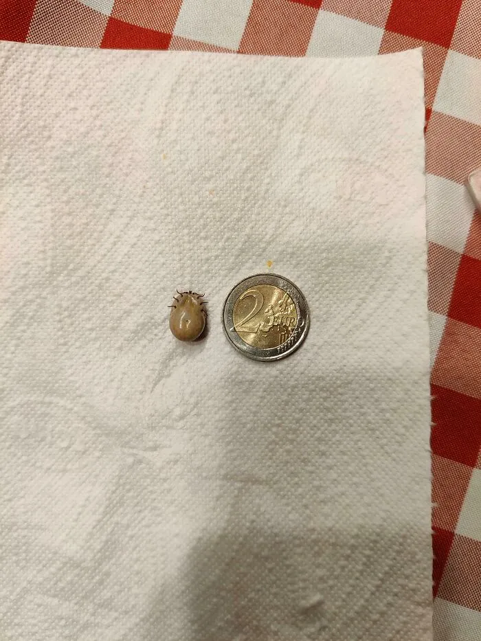 Esta unidad absoluta de una garrapata que le saqué a mi gato (moneda de 2€ para comparar)
