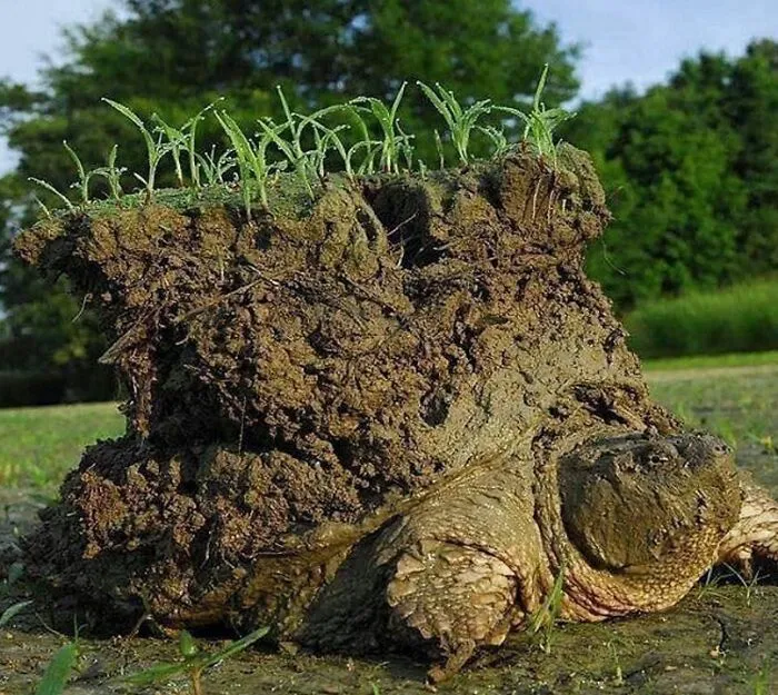 Tortuga mordedora saliendo de la hibernación