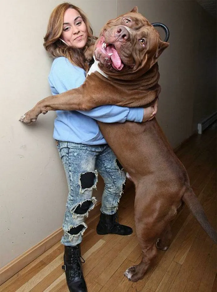 Hulk, el Pitbull