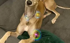 50 Horribly Unphotogenic Animals That Might Make You Laugh Way Harder Than You Should