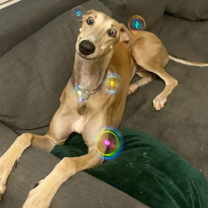 A mi perro le encantan las pompas de jabón
