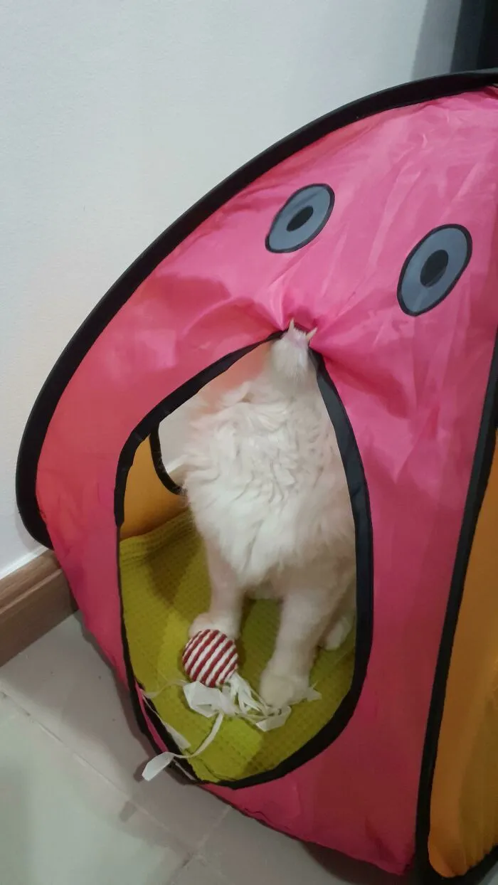 Le compré una tienda a mi gato, creo que le gusta