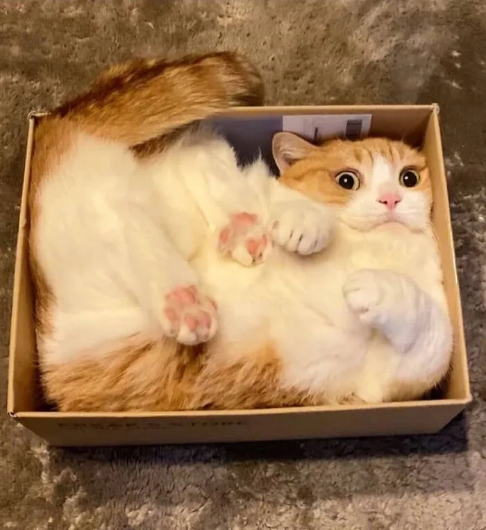 Su paquete tontorrón llegará el sábado