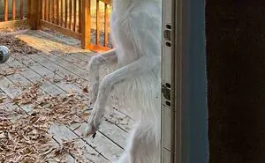 50 Horribly Unphotogenic Animals That Might Make You Laugh Way Harder Than You Should