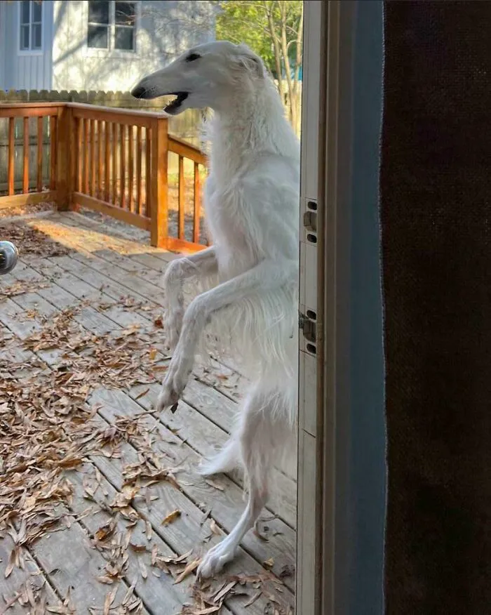 @eriszoi On Instagram Caught Their Dog Forgetting To Act Like A Dog