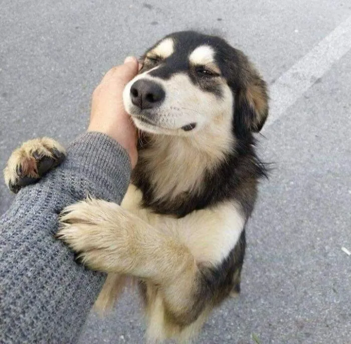 50 Awesome Animal Photos That Were Too Important Not To Share (New Pics)
