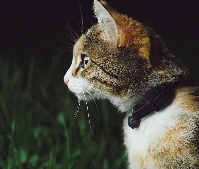 Domestic Cat