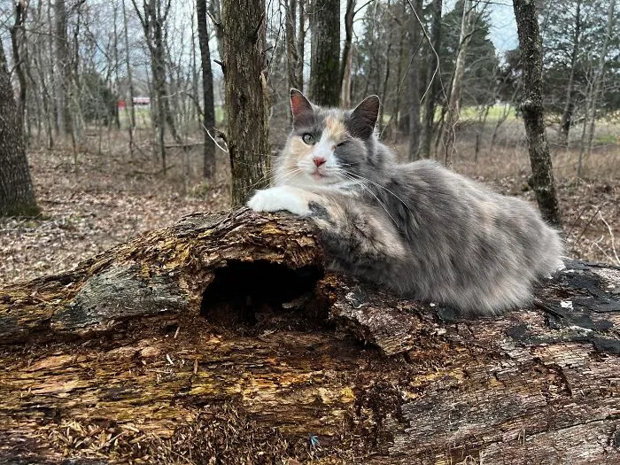Shy Is The Only Photogenic Cat We Have