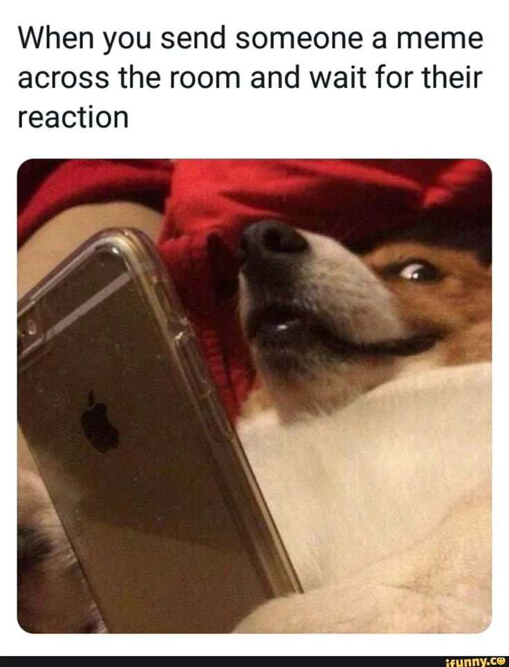 Funny And Wholesome Pet Memes