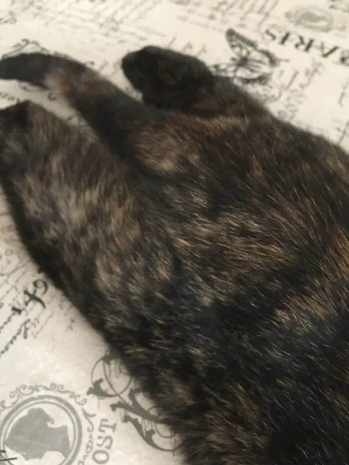 Here Are Some Photos Of My Pets To Hopefully Brighten Your Day (20 Pics)