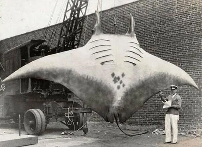 If You Think Something Smells Fishy, It Could Be Because This Epic Historical Photograph Actually Features A Taxidermist’s Preservation Of The Massive Catch