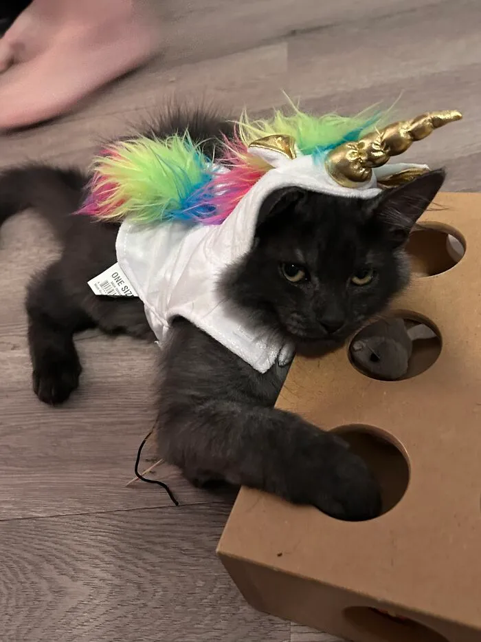 She Did Not Like Being A Unicorn