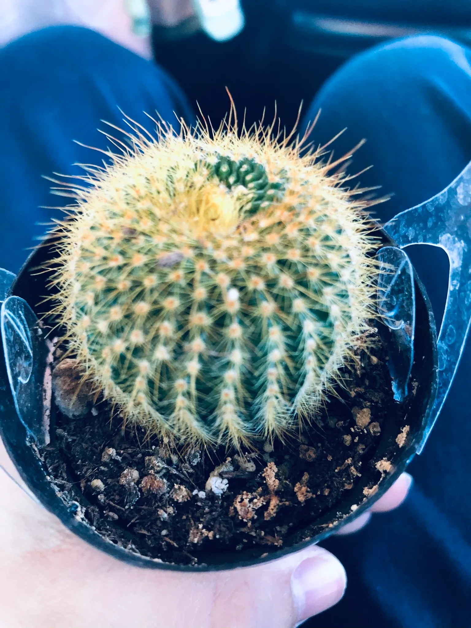 Hey Pandas, I Want You To Take A Picture Of Your Craziest Plant You’ve Ever Had