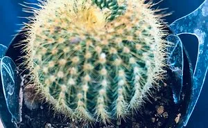 Hey Pandas, I Want You To Take A Picture Of Your Craziest Plant You’ve Ever Had