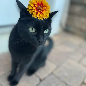 figure_skating_cat_lady