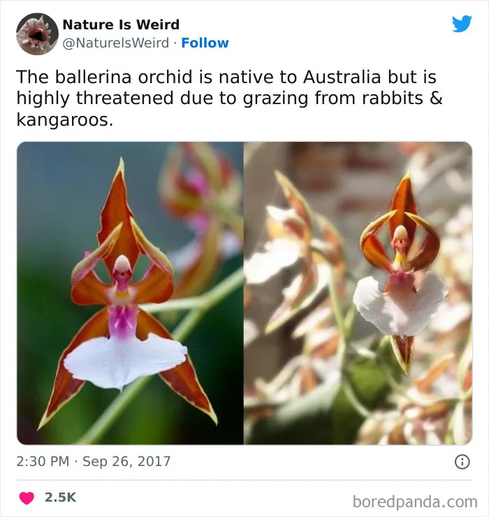 “Nature Is Weird”: 50 Interesting Pics And Facts About Mother Nature Shared By This Account