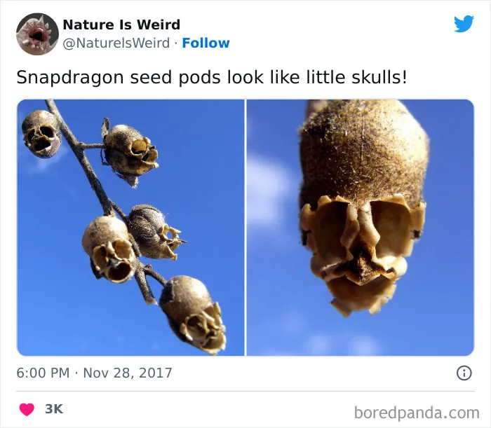 “Nature Is Weird”: 50 Interesting Pics And Facts About Mother Nature Shared By This Account