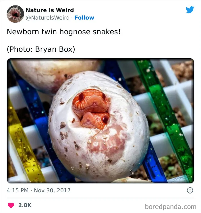 “Nature Is Weird”: 50 Interesting Pics And Facts About Mother Nature Shared By This Account