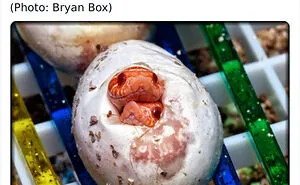 “Nature Is Weird”: 50 Interesting Pics And Facts About Mother Nature Shared By This Account