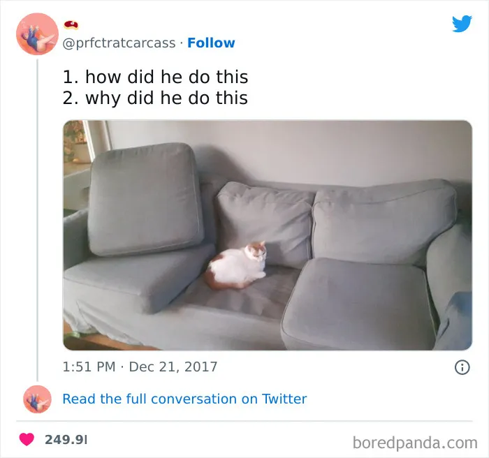 50 Of The Most Hilarious “Unexplainable Cat Images” To Bring Some Chaos To Your Day