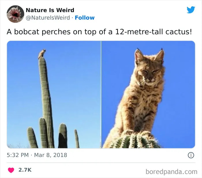 “Nature Is Weird”: 50 Interesting Pics And Facts About Mother Nature Shared By This Account