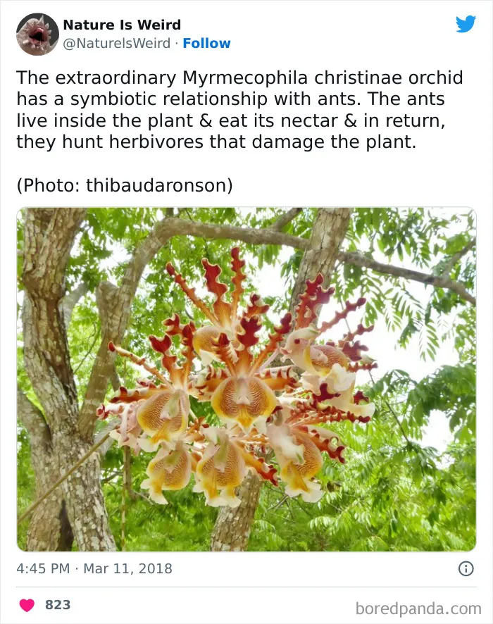 Weird-Interesting-Nature-Facts-Pics