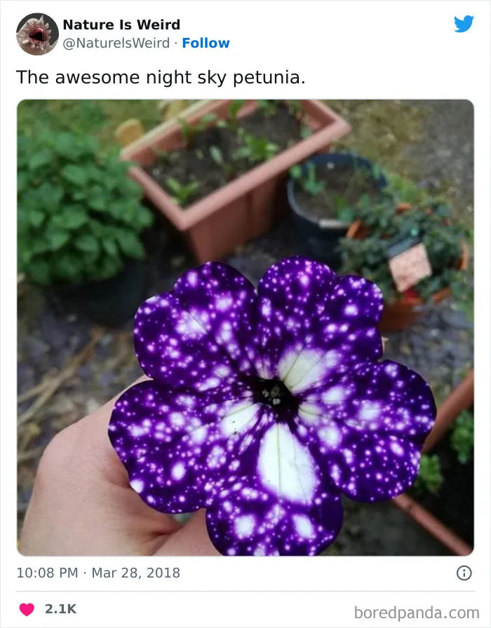 “Nature Is Weird”: 50 Interesting Pics And Facts About Mother Nature Shared By This Account
