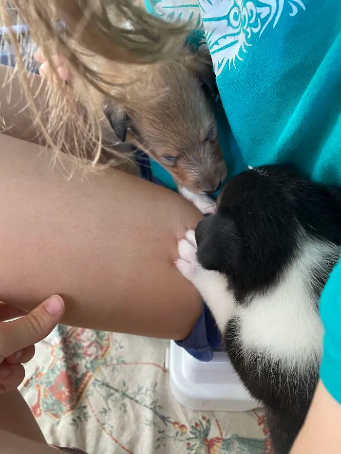 Hey Pandas! Here Are Some Photos Of My Summer Last Year On A Farm (24 Pics)