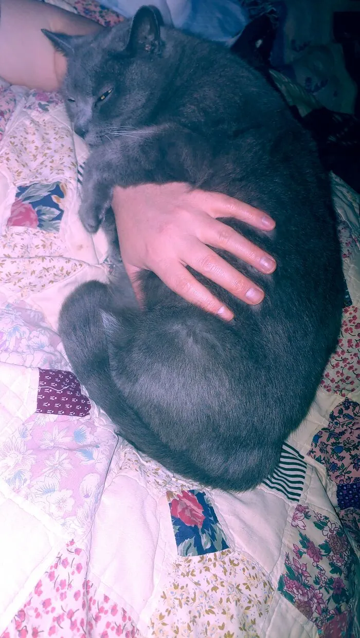 Baba Yaga Wraps Herself Around My Arm For Belly Rubs. Such A Weird And Sweet Girl!