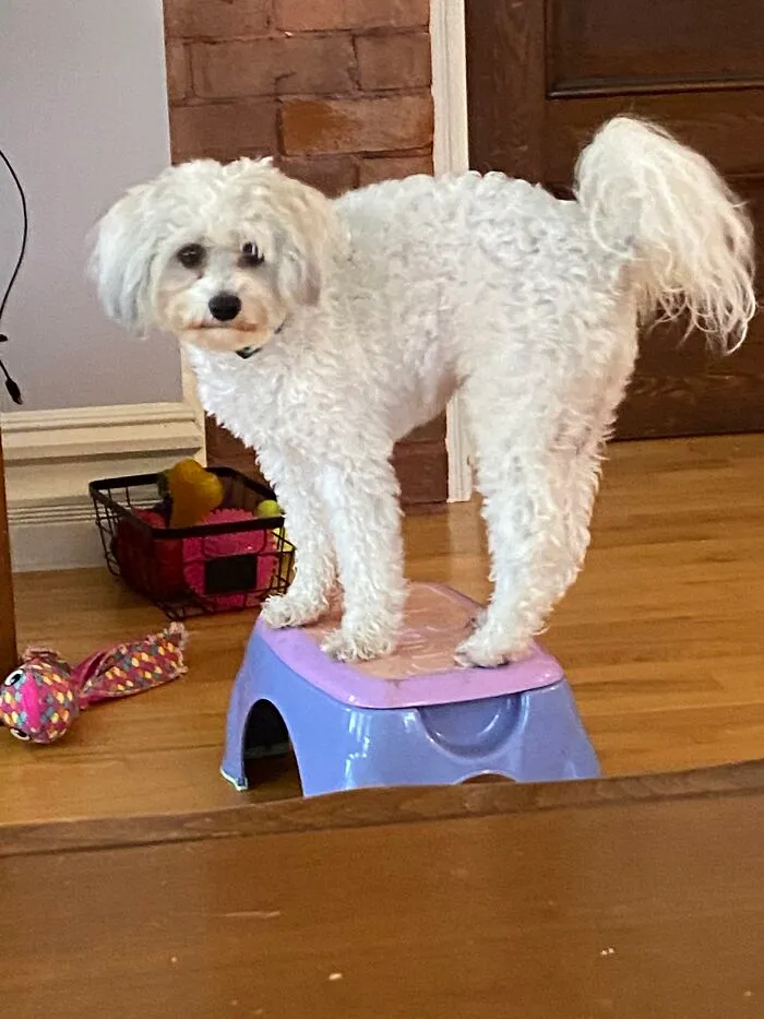 Here Are Some Photos Of My Pets To Hopefully Brighten Your Day (20 Pics)