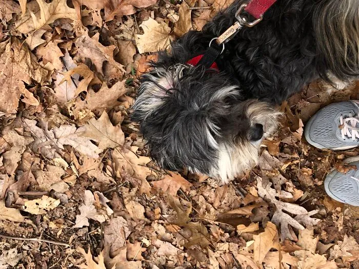 My Baby Girl In The Leaves