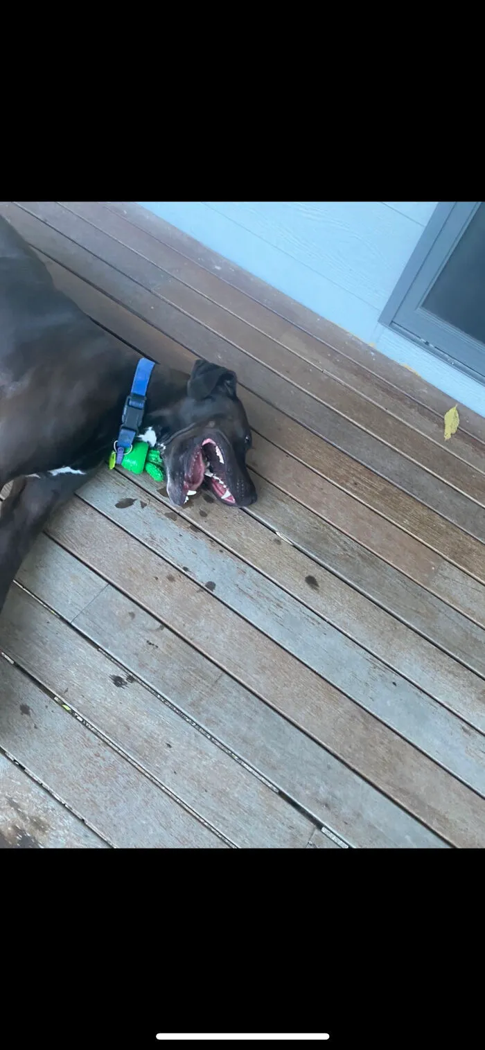 Major Dork!