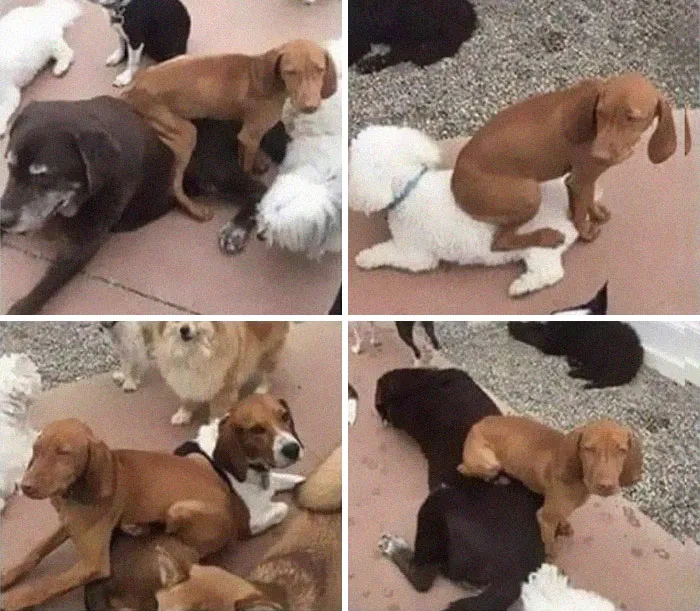 He Sits On The Other Dogs He Likes