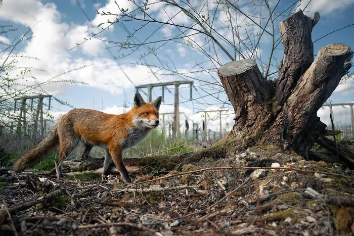 Urban Wildlife: Overall Winner - “A Look To The Future” By Charlie Page