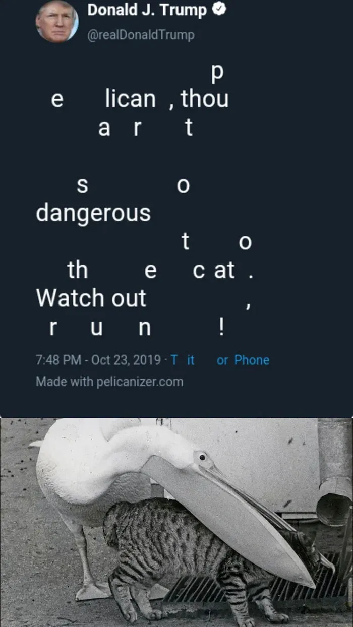 Run Kitty!