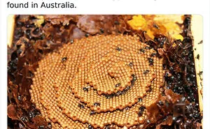 “Nature Is Weird”: 50 Interesting Pics And Facts About Mother Nature Shared By This Account
