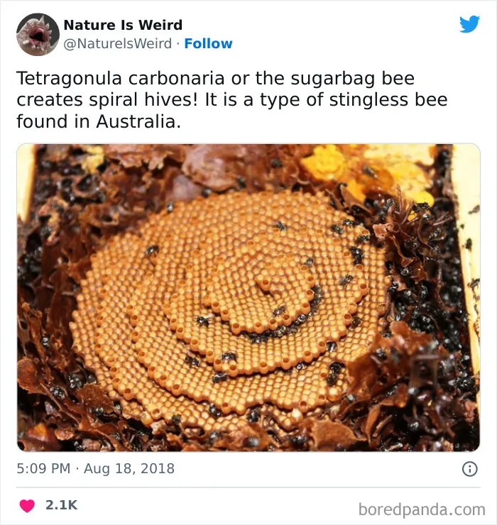Weird-Interesting-Nature-Facts-Pics
