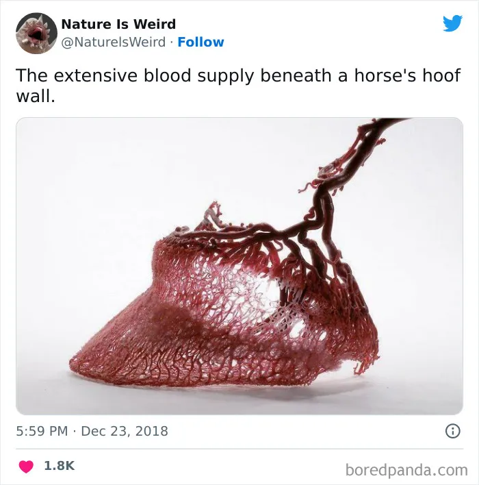 “Nature Is Weird”: 50 Interesting Pics And Facts About Mother Nature Shared By This Account