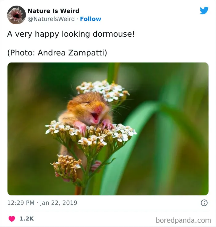 “Nature Is Weird”: 50 Interesting Pics And Facts About Mother Nature Shared By This Account