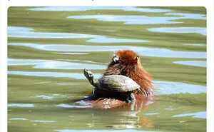 “Nature Is Weird”: 50 Interesting Pics And Facts About Mother Nature Shared By This Account
