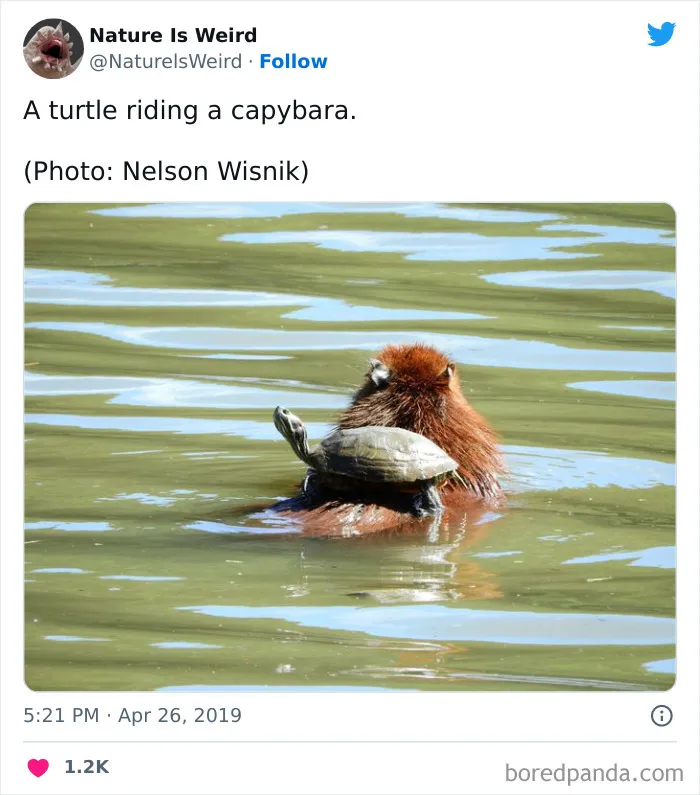 “Nature Is Weird”: 50 Interesting Pics And Facts About Mother Nature Shared By This Account