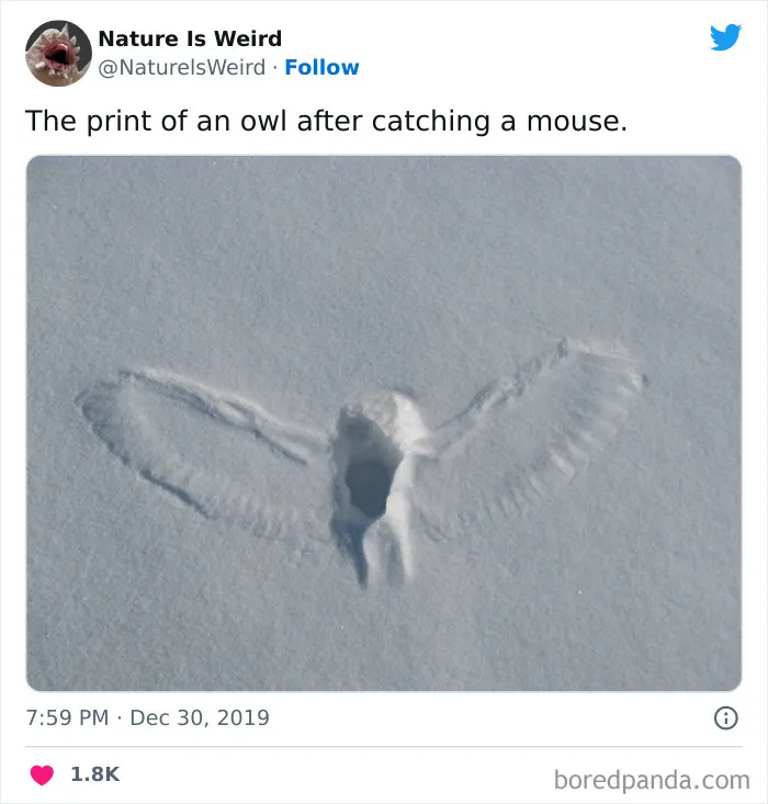 “Nature Is Weird”: 50 Interesting Pics And Facts About Mother Nature Shared By This Account
