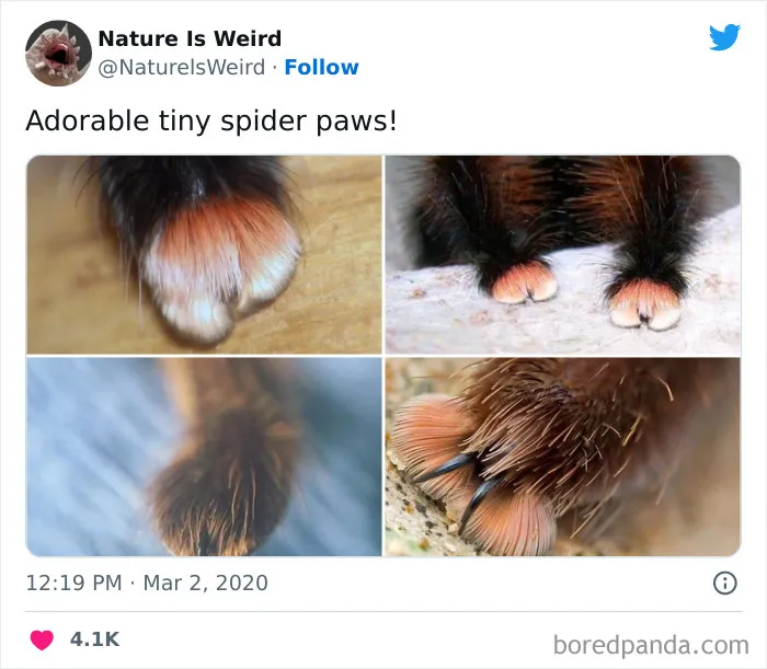 “Nature Is Weird”: 50 Interesting Pics And Facts About Mother Nature Shared By This Account
