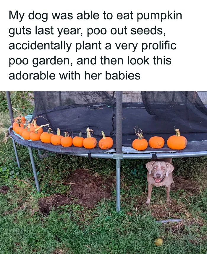 Should Have Let My Dogs Handle The Fall Planting!