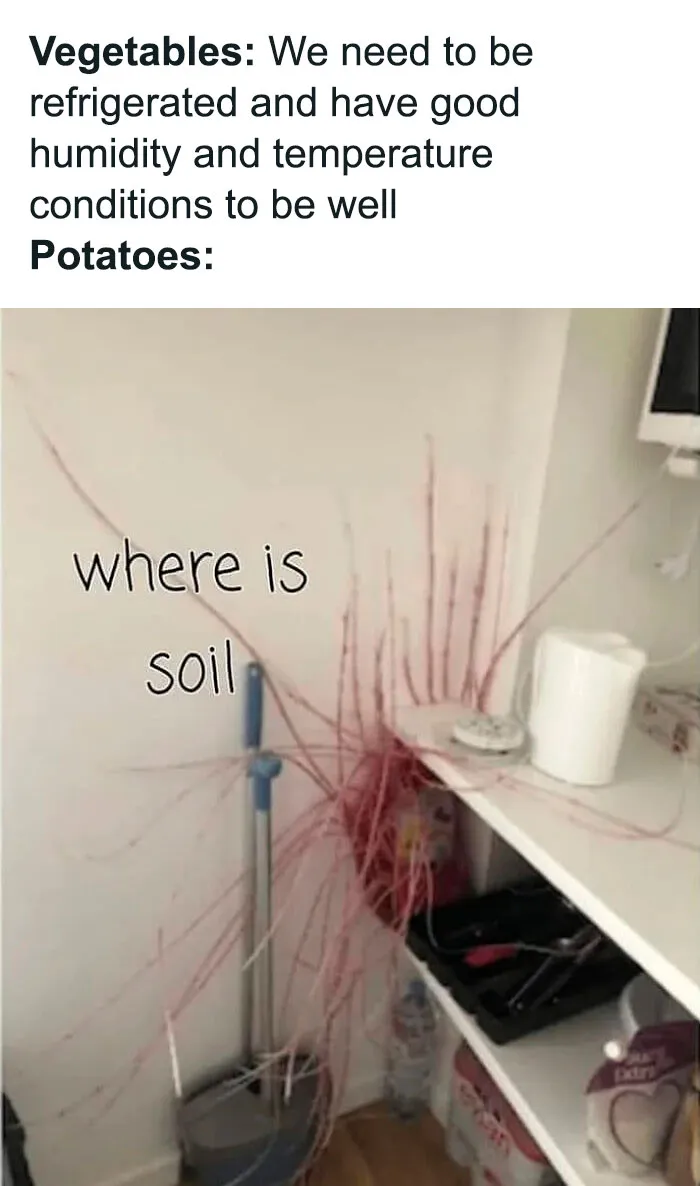 I Can Completely Confirm That Potatoes Are Alien
