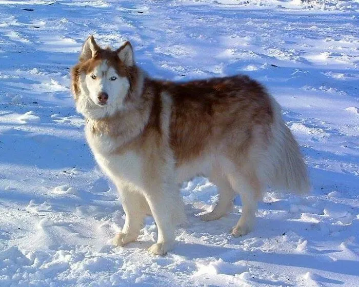 Sampson At His Favorite Place... Anyplace Wih Snow
