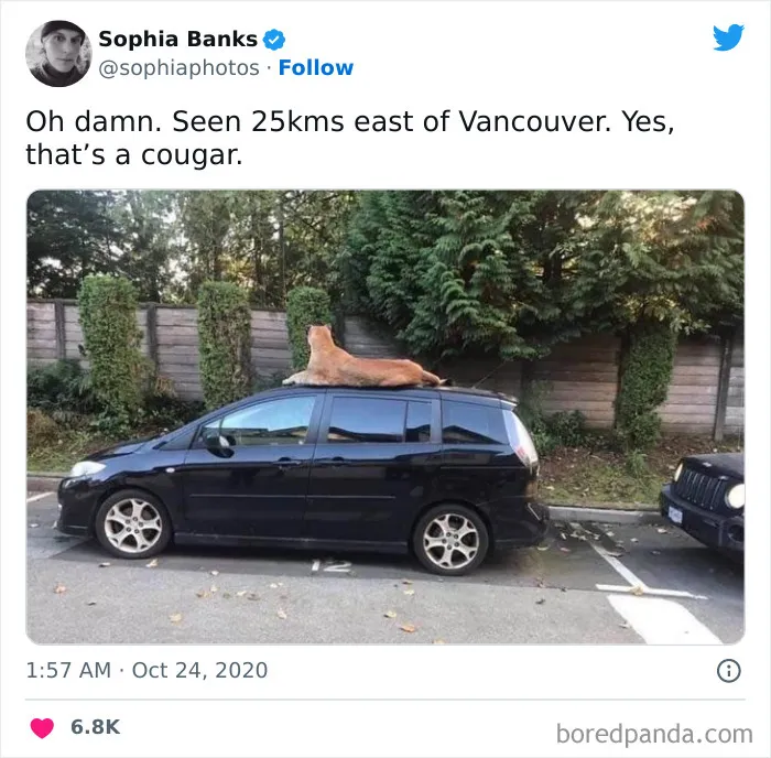 86 Funny Canadian Tweets That Tell It Like It Is