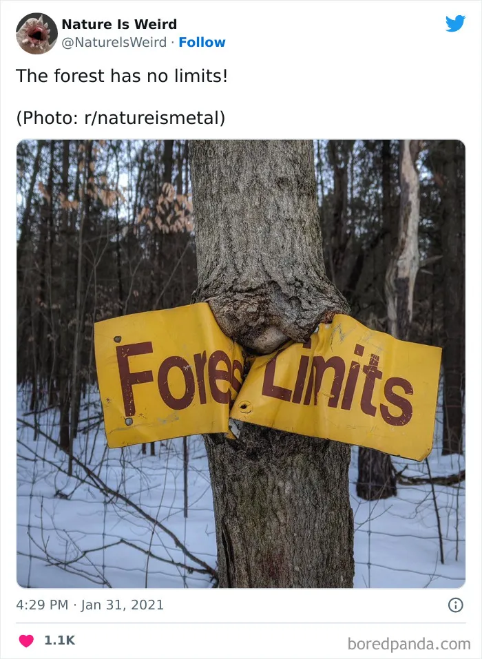 “Nature Is Weird”: 50 Interesting Pics And Facts About Mother Nature Shared By This Account